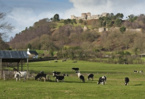 Castles Prints: View over pasture with dairy heifers towards castle on sandstone crag