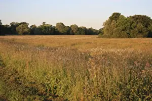 View of pasture with long grass and Ox-eye Daisy (Leucanthemum vulgare) flowering