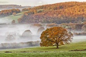 Colour Prints: View of pasture and trees in autumn colour