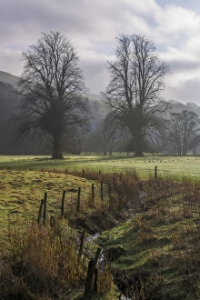 Mists Prints: View of pasture and trees in mist
