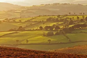 Sun Light Prints: View of pastures, hedgerows and trees on hills in early morning sunlight