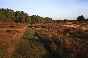 Foot Paths Prints: View of path through breckland heathland habitat at dawn