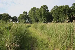 Foot Paths Prints: View of path through reedbed habitat
