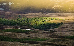 Caledonian Prints: View of pine forest habitat below mountain summit