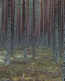 Lichen Prints: View through Pine Forest of tree trunks and ground covered in lichens, Sweden