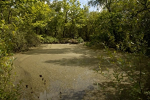 View of pond in flooded former clay pit, Morley Brickyards, Derbyshire Wildlife Trust Reserve, Derbyshire, England