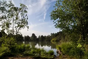 Thursley Common Prints: View of pond habitat, The Moat