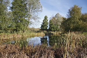 Unimproved Prints: View of pond and trees on unimproved wet grazing meadow