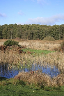 Damp Prints: View of pool, fen and woodland habitat
