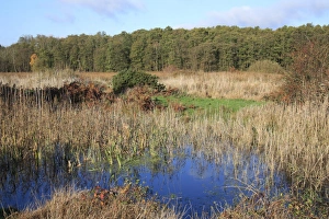 View of pool, fen and woodland habitat, in valley fen reserve, Market Weston Fen, Market Weston, Suffolk, England