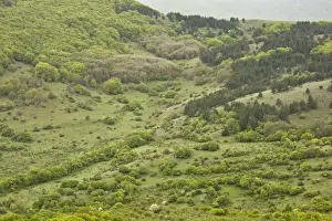 View of prime Marsican Brown Bear (Ursus arctos marsicanus) habitat, below bear-watching point, Gioia Vecchio