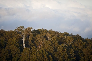Rain Forests Prints: View over rainforest canopy, Lamington N. P. Queensland, Australia