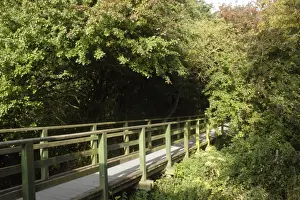 Conserves Prints: View of raised wooden walkway, Fairburn Ings RSPB Nature Reserve