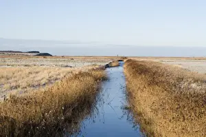 View of reed fringed ditch in snow covered coastal wetland habitat, Salthouse, Norfolk, England, january