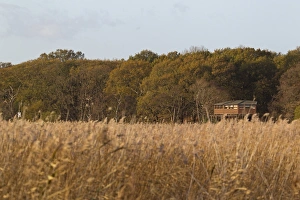 View across reedbed towards Bittern Hide, Minsmere RSPB Reserve, Suffolk, England, november