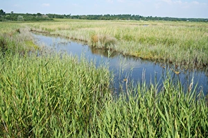 Reed Bed Prints: View of reedbed in coastal wetland habitat, Dingle Marshes Reserve, Suffolk, England, july