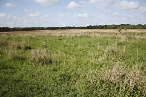Reed Bed Prints: View of reedbed edge in river valley fen habitat