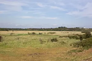 Cottages Prints: View across reedbed habitat towards Coastguard Cottages on Dunwich Heath