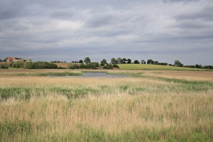 Meres Prints: View over reedbed habitat towards pool