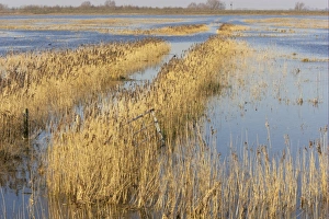 Flood Prints: View of reedbeds and flooded washes