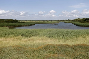 Conserves Prints: View of reedbeds and open water at wetland reserve