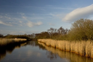 Marshlands Prints: View of reeds growing beside dyke in wetland habitat