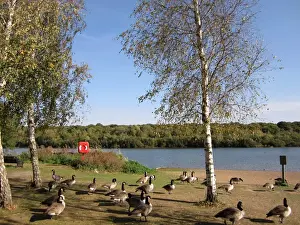 Reservoirs Prints: View of reservoir with Canada Goose (Branta canadensis) flock on bank