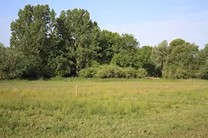 Lohp Prints: View of restored fen habitat, Little Ouse Headwaters Project