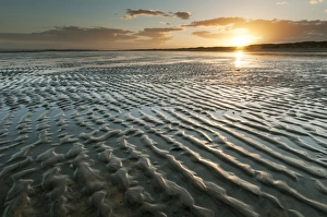 Sandy Prints: View of ripples in sand on beach during low tide at sunset