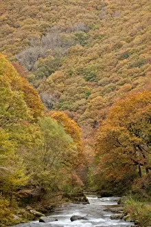 Slopes Prints: View of river and autumn coloured woodland covering steep sides of valley