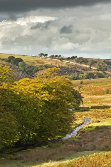 View of river and beech trees in sunlight breaking through rainclouds, looking towards Furzehill Common