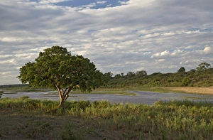 Editor's Picks: View of river with Cape Fig (Ficus sur) on bank