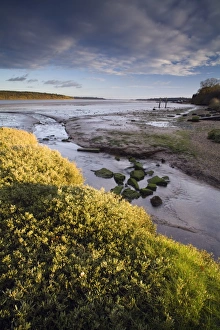 View of river estuary at low tide, looking towards coast, River Orwell, Orwell Estuary, Suffolk, England, december