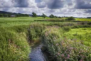 Aliens Prints: View of river with flowering Himalayan Balsam (Impatiens glandulifera) introduced invasive species