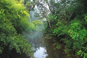 Rain Forests Prints: View of river in primary rainforest habitat