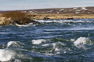 Myvatn Prints: View of river rapids, River Laxa, Myvatn, Iceland, May