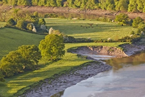 View of river with riverbank erosion at dawn, Lower Wyndcliff, Chepstow, River Wye, Lower Wye Valley, Monmouthshire