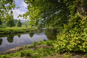 View of river and riverside trees, River Hodder, Whitewell, Forest of Bowland, Lancashire, England, June