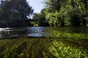 Nottingham Prints: View of river from above and below surface of water