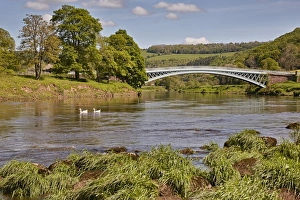 Bank Prints: View of river, swimming geese and bridge