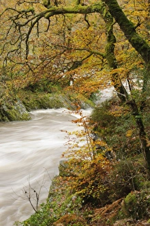 Fall Prints: View of river and trees with leaves in autumn colour, River Conwy, Conwy, Wales, November