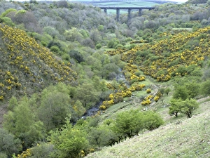 Gorse Prints: View of river valley with gorse flowering on slopes