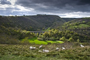 Landscape Prints: View of river valley with viaduct and sheep in foreground