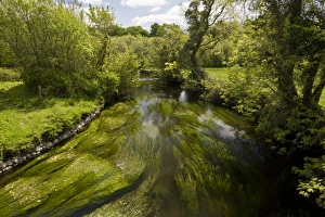 County Prints: View of river with Water-crowfoot (Ranunculus sp)
