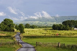 Grazer Prints: View of road through farmland with sheep flock grazing in pasture