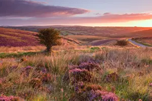 Moor Land Prints: View of road through moorland habitat with flowering heather and hawthorn trees at sunrise