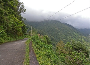 Slopes Prints: View of road through prime forest habitat