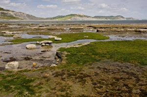 Intertidal Prints: View of rockpools and rock ledges exposed on beach at low tide