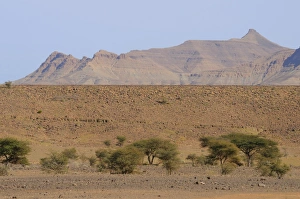 Saharan Prints: View of rocky desert habitat with acacia trees, Tazzarine, Morocco, january