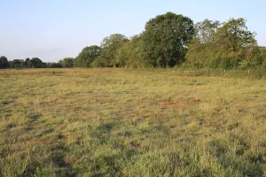 Lohp Prints: View of rough pasture and acid grassland habitat at dawn